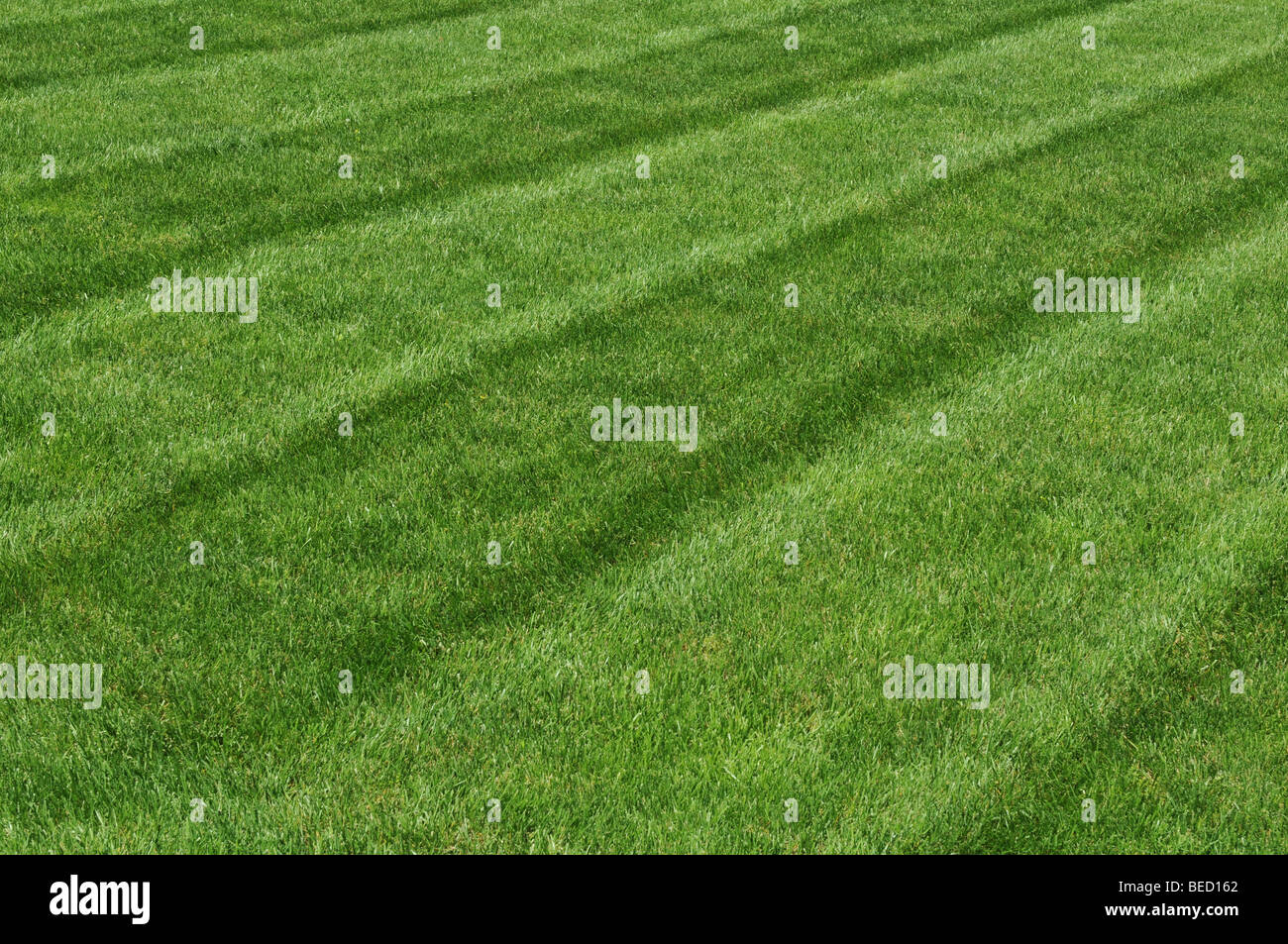Grass-Ansicht auf dem Hinterhof an einem sonnigen Tag frisch geschnitten Stockfoto