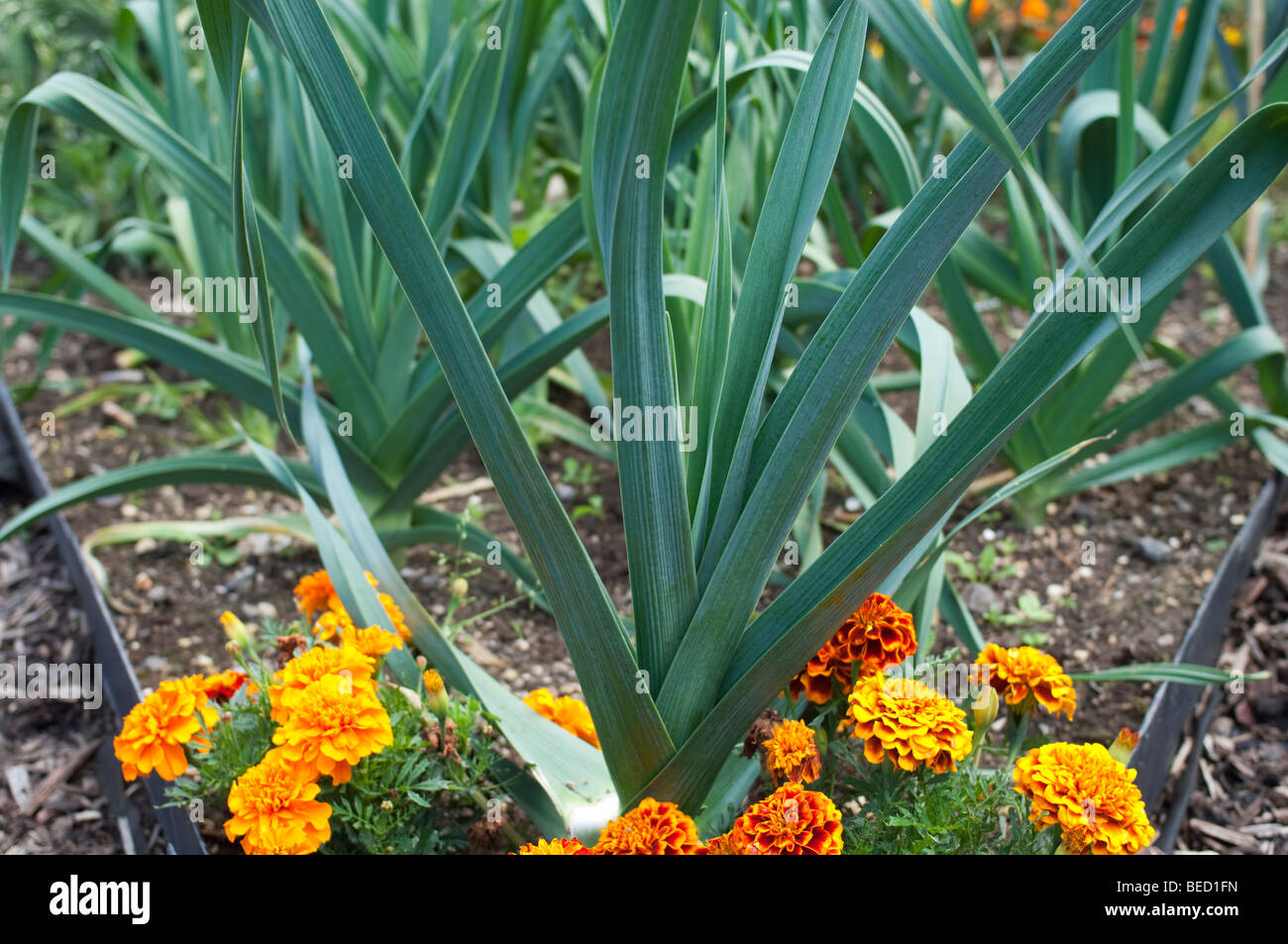 Ringelblumen neben Lauch und Zwiebeln in einem Gemüsegarten wächst Stockfoto