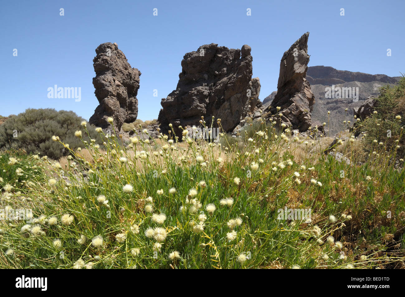 Vegetation im Teide-Nationalpark, Teneriffa Stockfoto