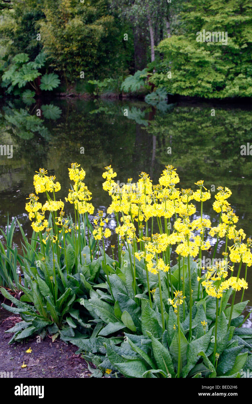 Primula Prolifera AGM Stockfoto