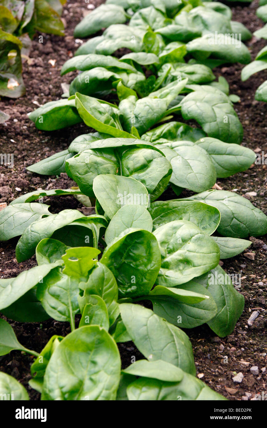 Spinat 'Skrunch' 23 März gesät ausgepflanzt 23 April gezeigt 9 Mai Stockfoto