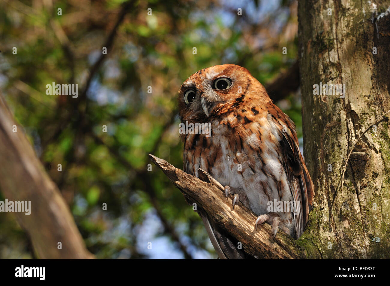 Ost-Kreischeule, Megascops Asio, Florida, in Gefangenschaft Stockfoto