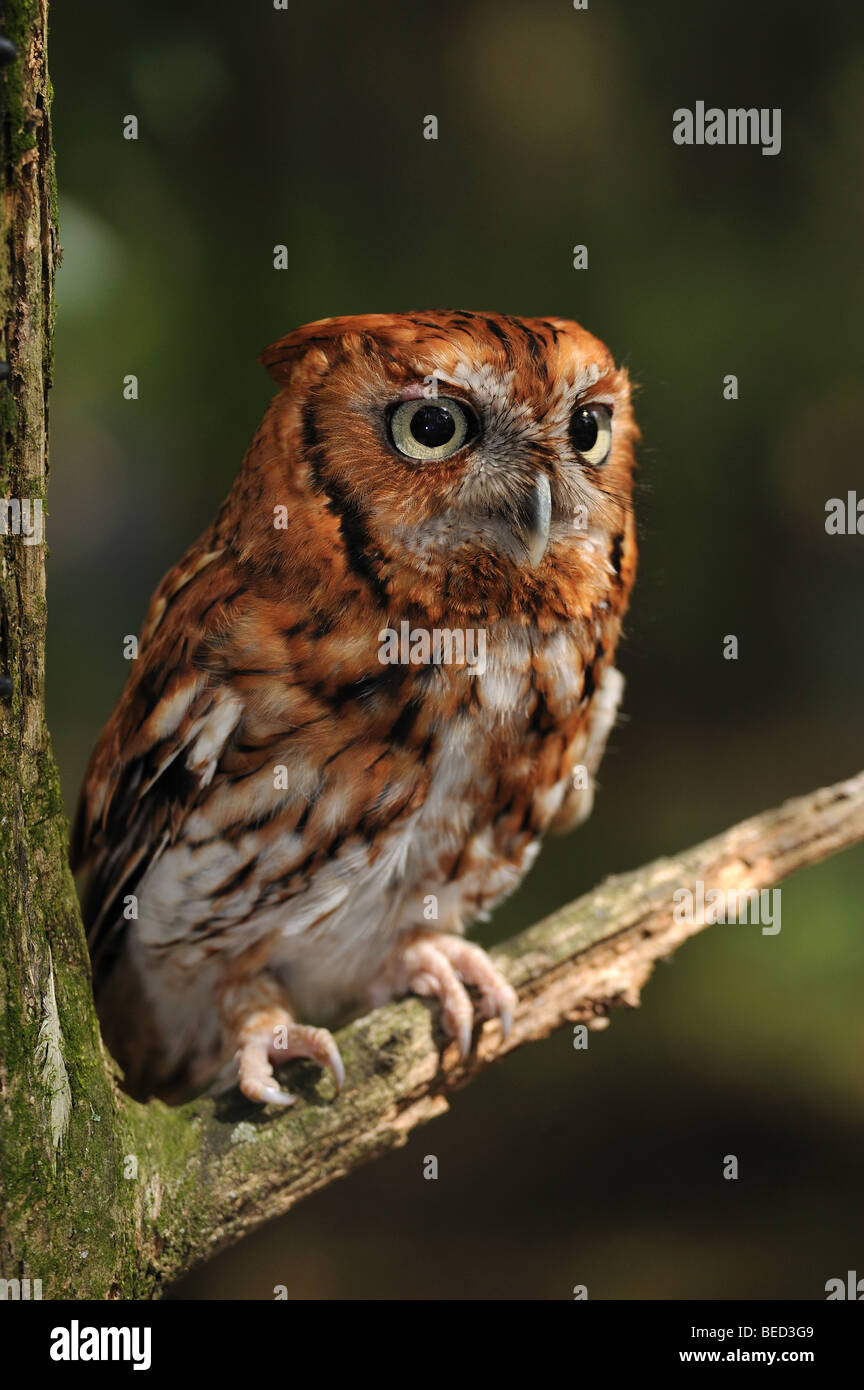 Ost-Kreischeule, Megascops Asio, Florida, in Gefangenschaft Stockfoto