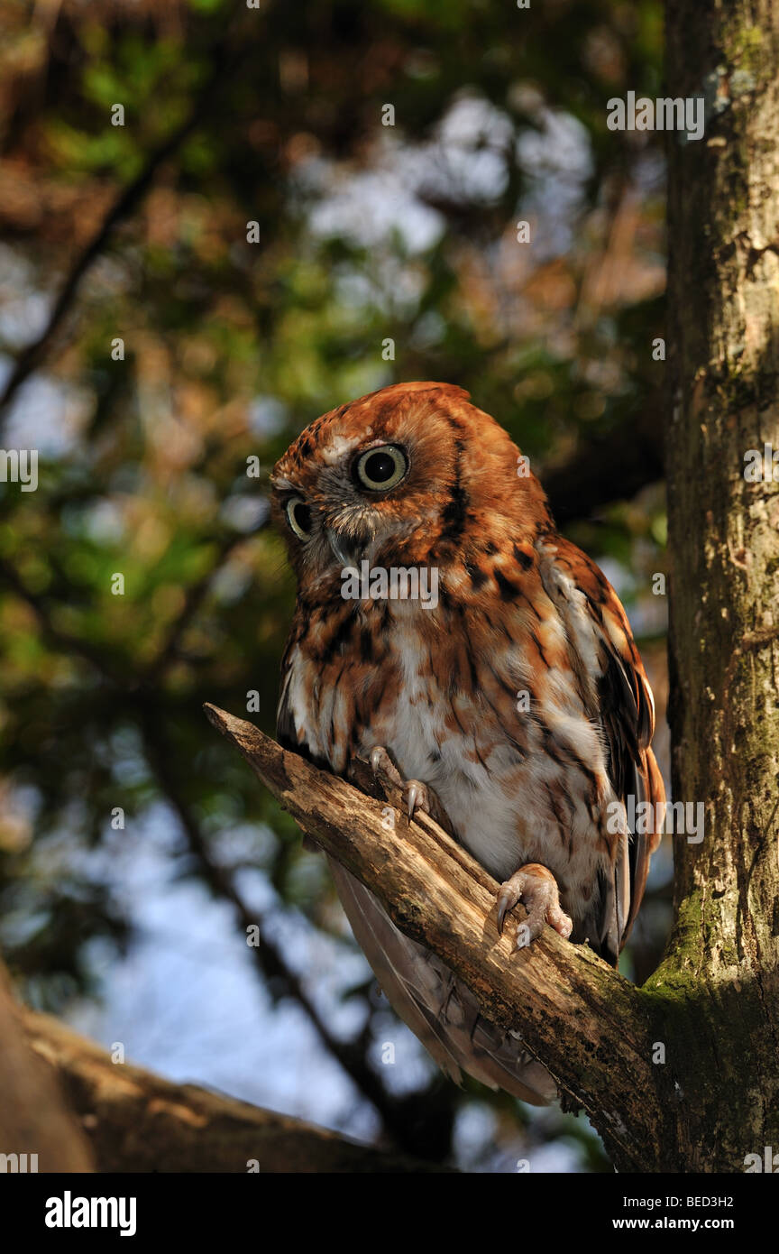 Ost-Kreischeule, Megascops Asio, Florida, in Gefangenschaft Stockfoto