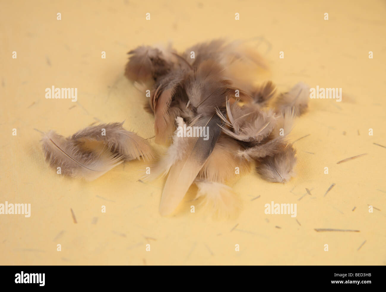 Federn von einer dunkel-gemustertes Junco von einem Falken gerupft Stockfoto