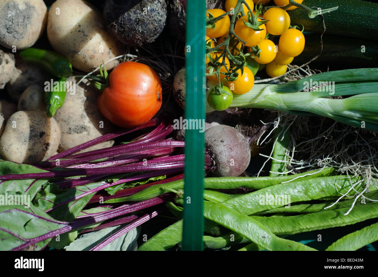 Gemüse in eine Trug, UK. Stockfoto