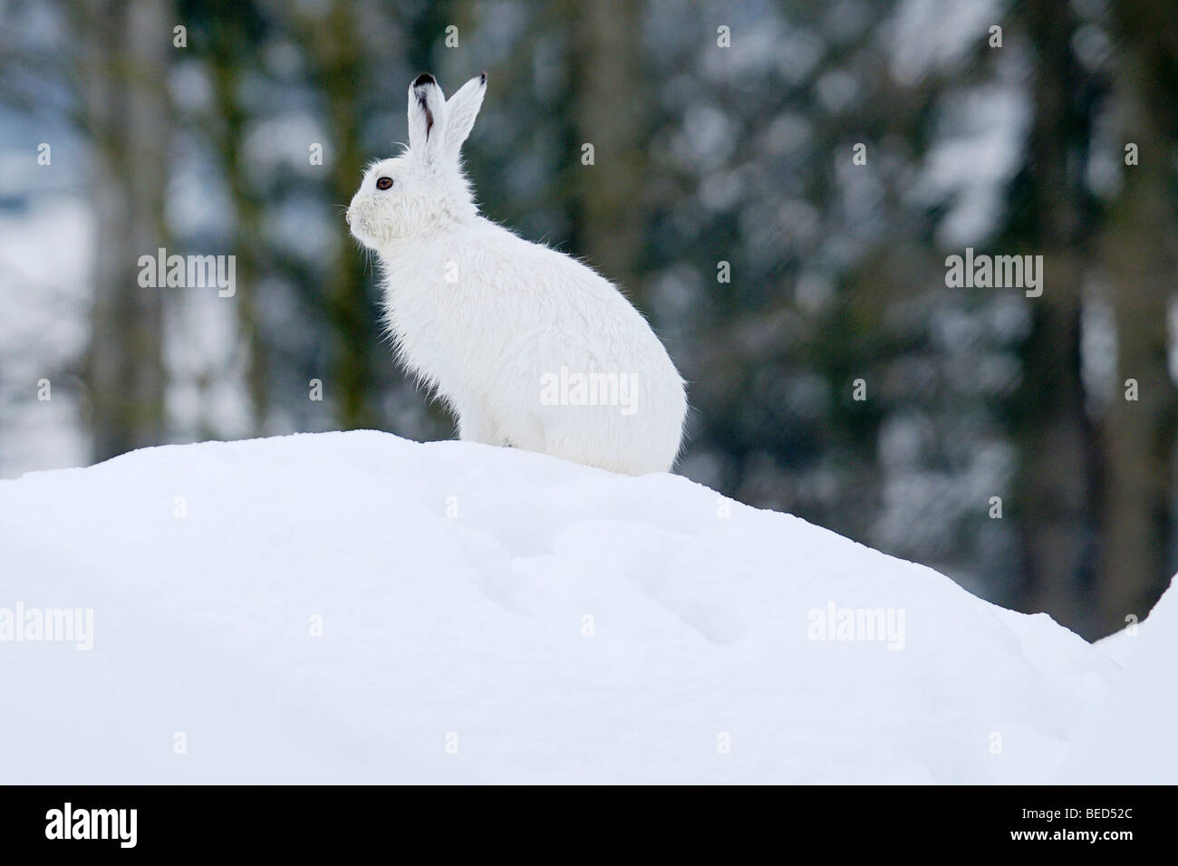 Schneehase (Lepus Timidus) in seinem Wintermantel Stockfoto