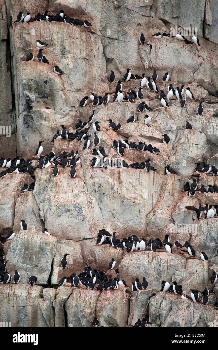 Ein Vogel-Klippe mit Brünnichs Trottellummen in Svalbard Stockfoto