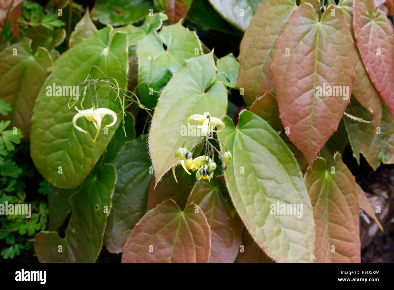 Epimedium davidii Stockfoto