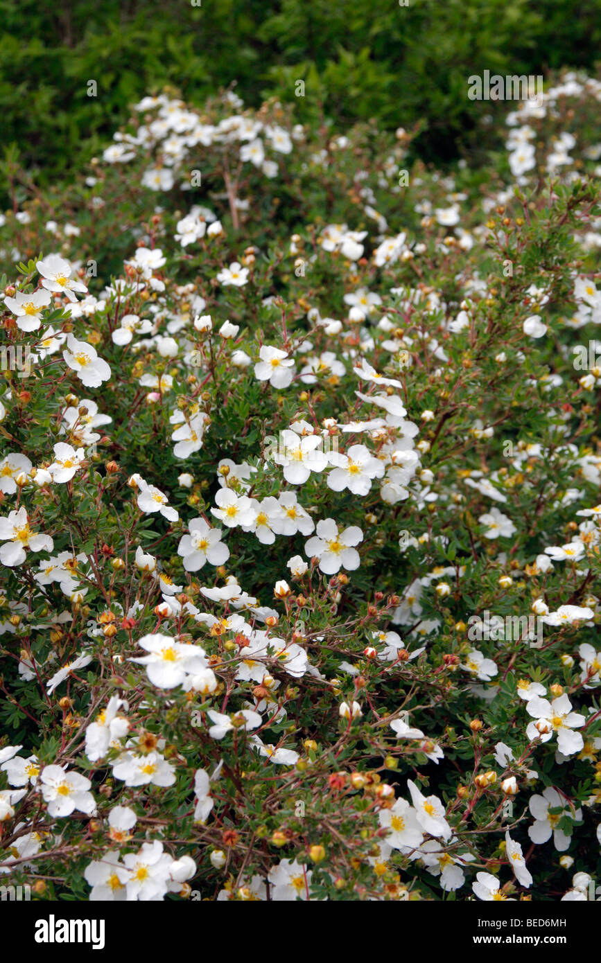 Potentilla Fruticosa Abbotswood Stockfotos und bilder Kaufen Alamy