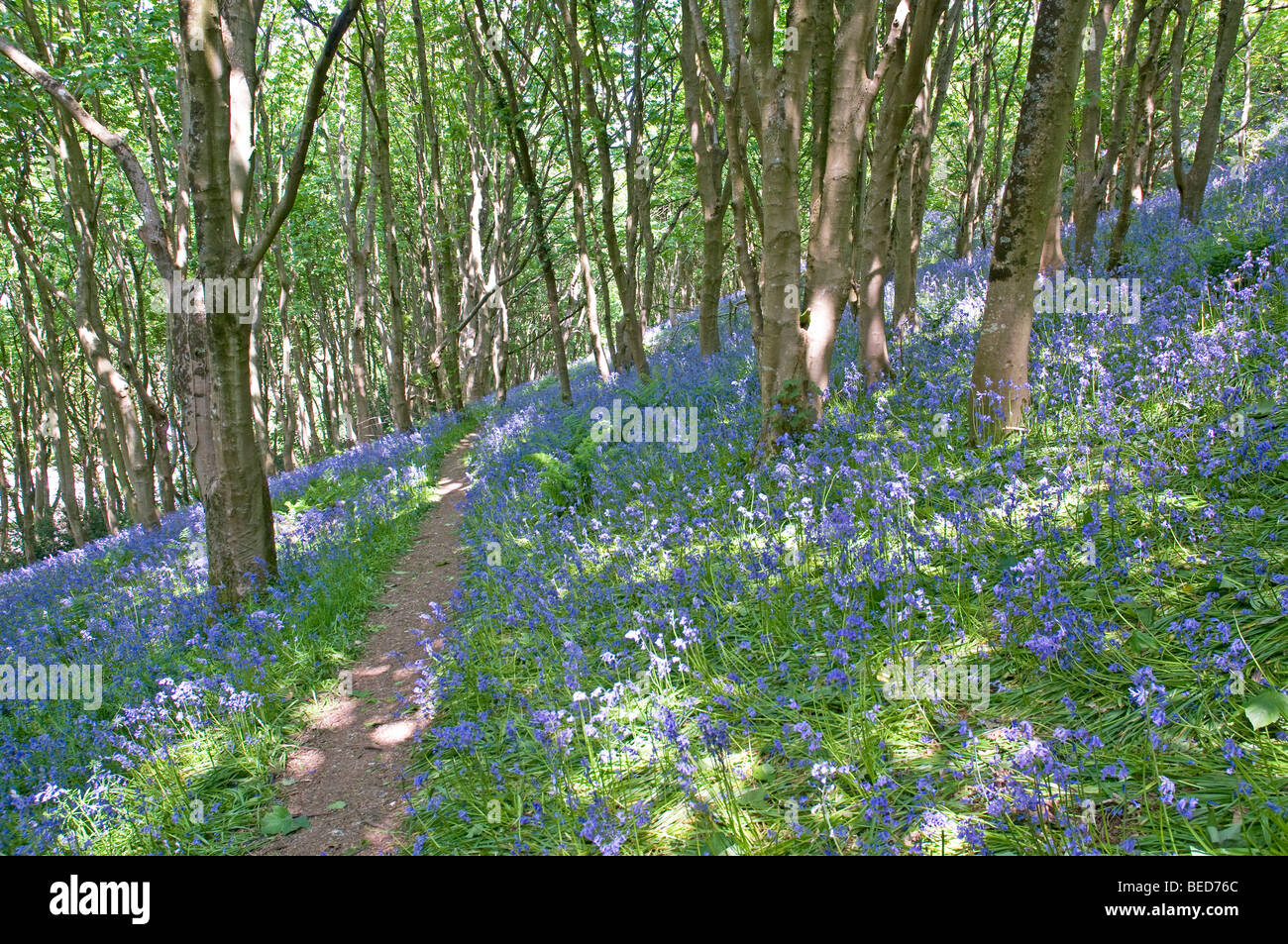 Frühling Glockenblumen Teppichboden Wald am Rande des Salcombe Hill, Sidmouth Stockfoto