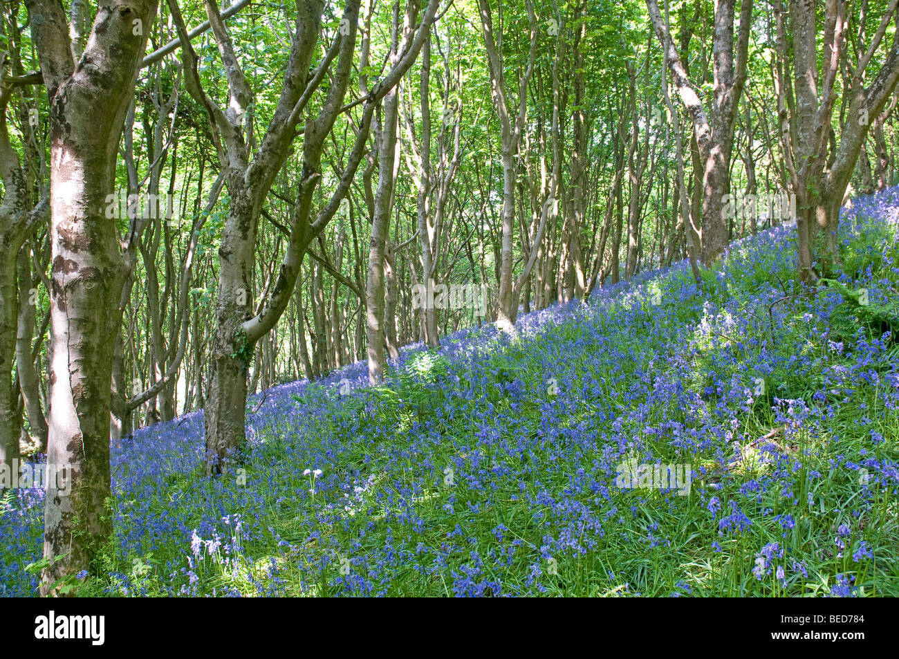 Frühling Glockenblumen Teppichboden Wald am Rande des Salcombe Hill, Sidmouth Stockfoto