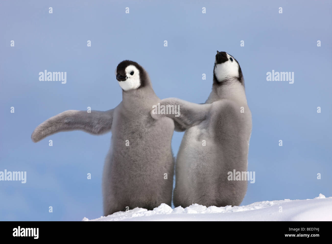 2 lustig flauschige Grau baby Kaiserpinguine Küken stehen zusammen auf weißen snow hill Flügel aus berühren, winken, blauer Himmel in der Antarktis Stockfoto