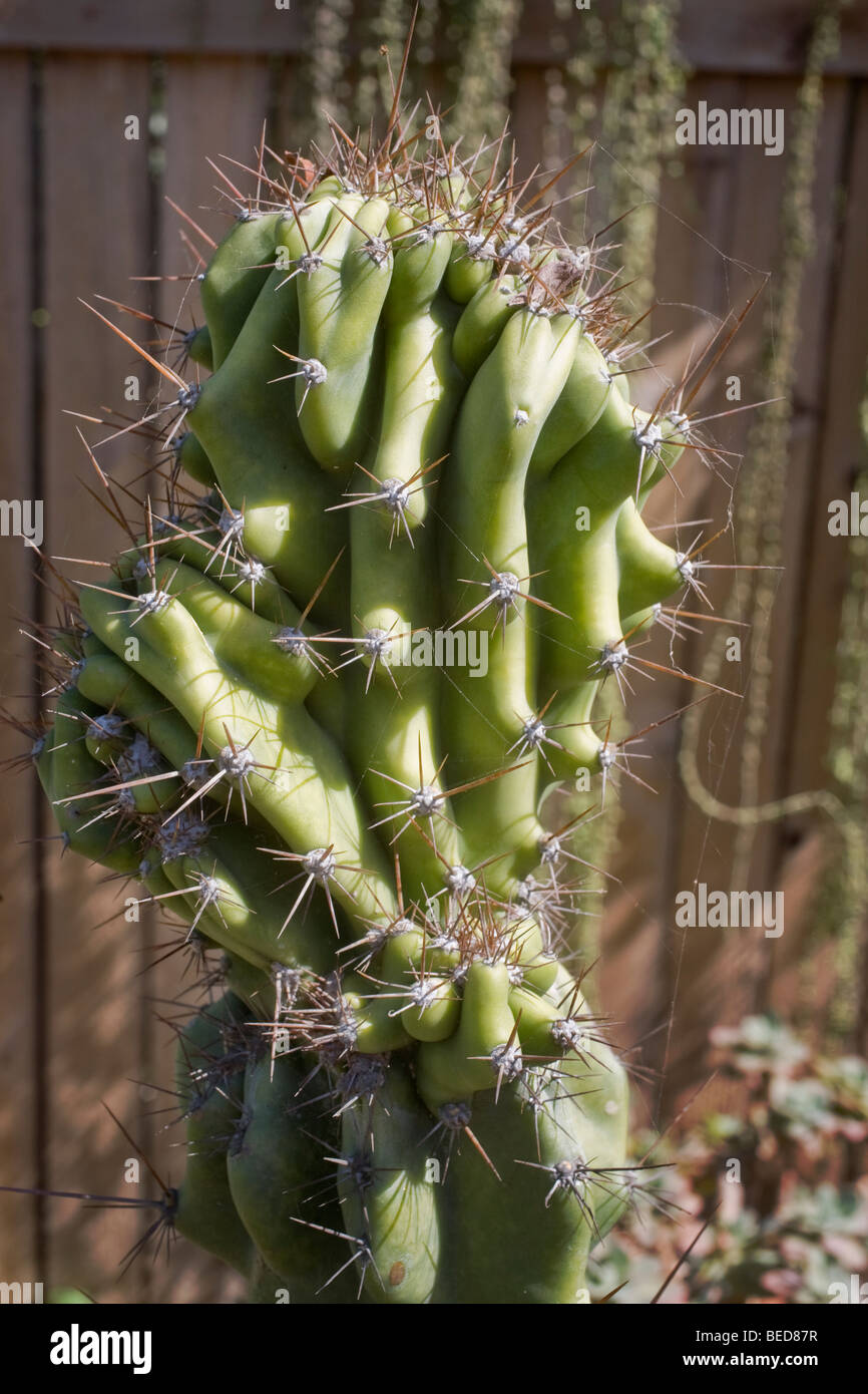 Ein Piloscereus Kaktus aus Unterfamilien Cactoideae. Es zeichnet sich durch einen sehr langen Körper. Der Name entstammt der Gre Cereus Stockfoto