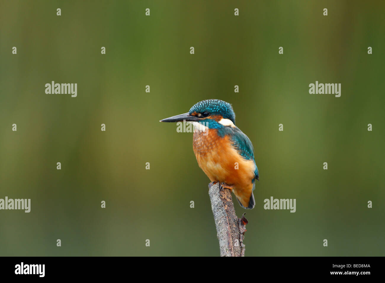 Männlicher Eisvogel (Alcedo Atthis) - UK Stockfoto