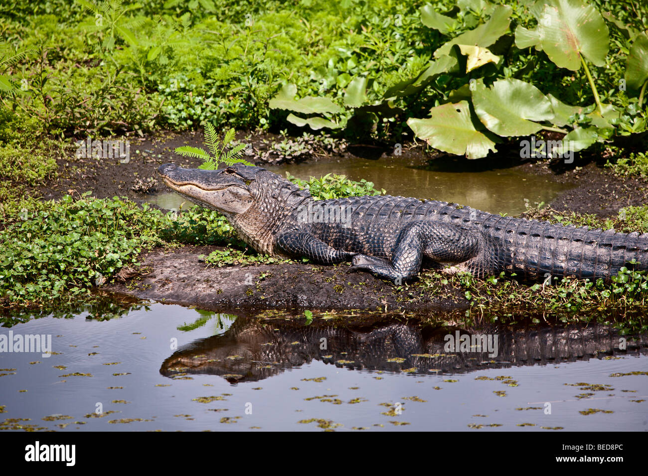 Amerikanischer Alligator Alligator Mississippiensis, sonnen sich auf Torfmoor entlang der Alligator Alley in den Everglades. Stockfoto