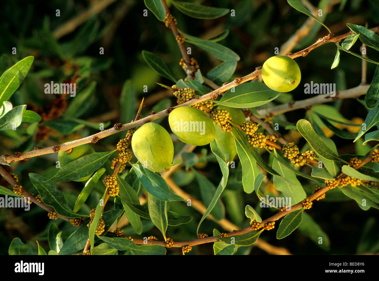 Argan 'Argania' Nüsse auf Ast, Blütenknospen. Stockfoto