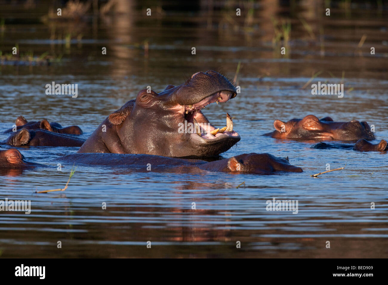 Eine Herde von Flusspferd (Hippopotamus Amphibius) in den Chobe Fluss in Botsuana Stockfoto