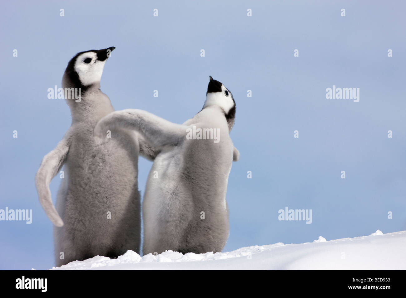 2 Baby Kaiserpinguin Küken stehen zusammen auf Snow Hill flossen ausgestreckten berühren winken gegen blauen Himmel in der Antarktis Stockfoto
