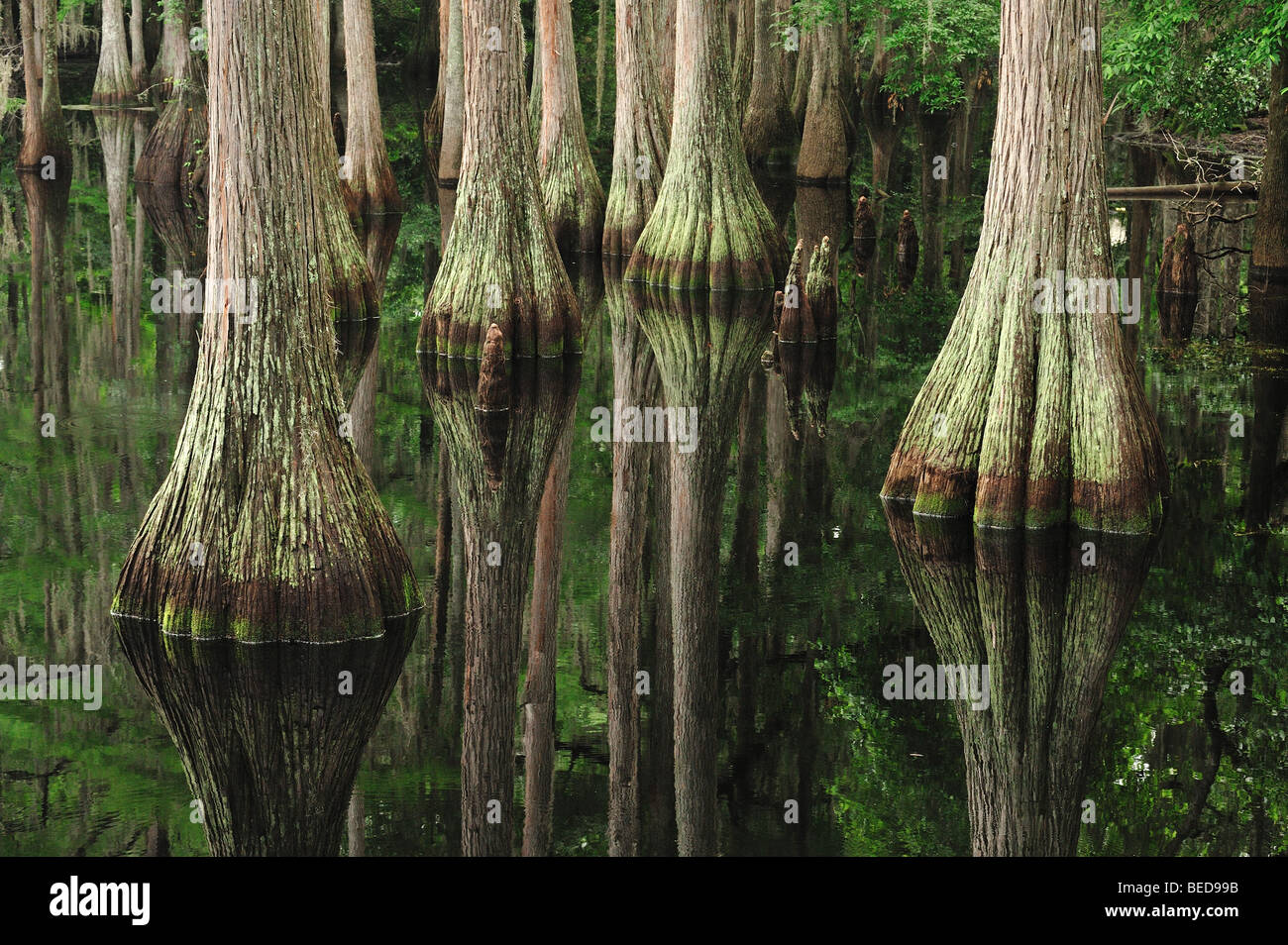 Sumpfzypresse, Taxodium Distichum See Bradford, Florida Stockfoto