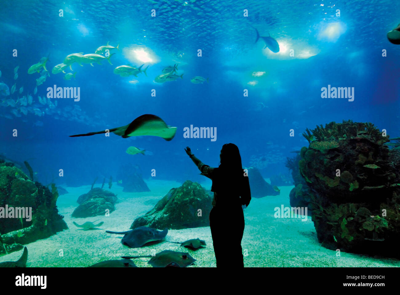 Portugal, Lissabon: Giant Ray und Fische schwimmen im Ozeanarium Parque Das Nacoes Stockfoto