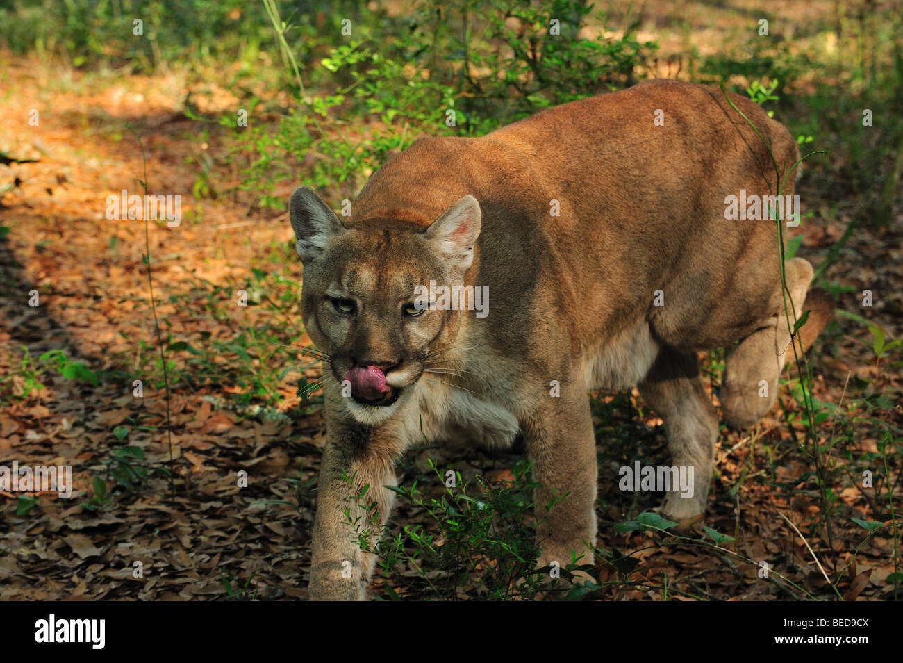 Florida Panther, Puma Concolor Coryi, Florida, in Gefangenschaft Stockfoto