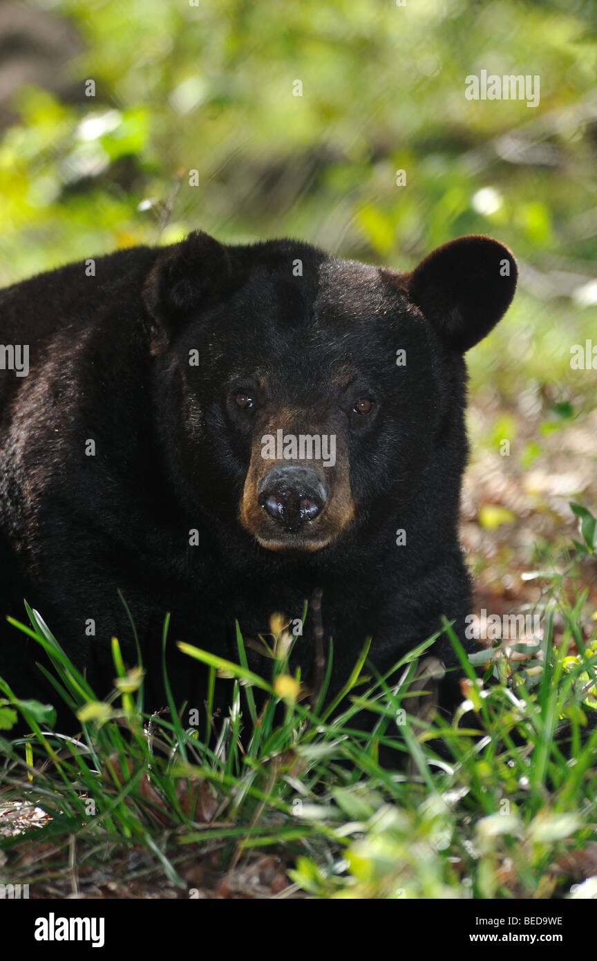 Schwarzer Bär, Ursus americanus, Florida, Captive Stockfoto