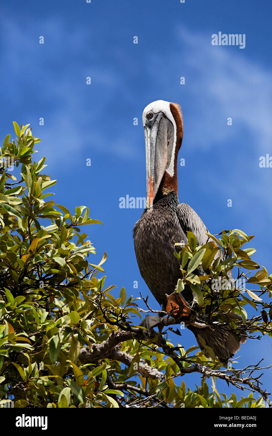 Brauner Pelikan (Pelecanus Occidentalis) selbst auf einem Baum, Pflege, Punta Cormorant, Floreana Insel, Galapagos-Archipel, Ecua Stockfoto