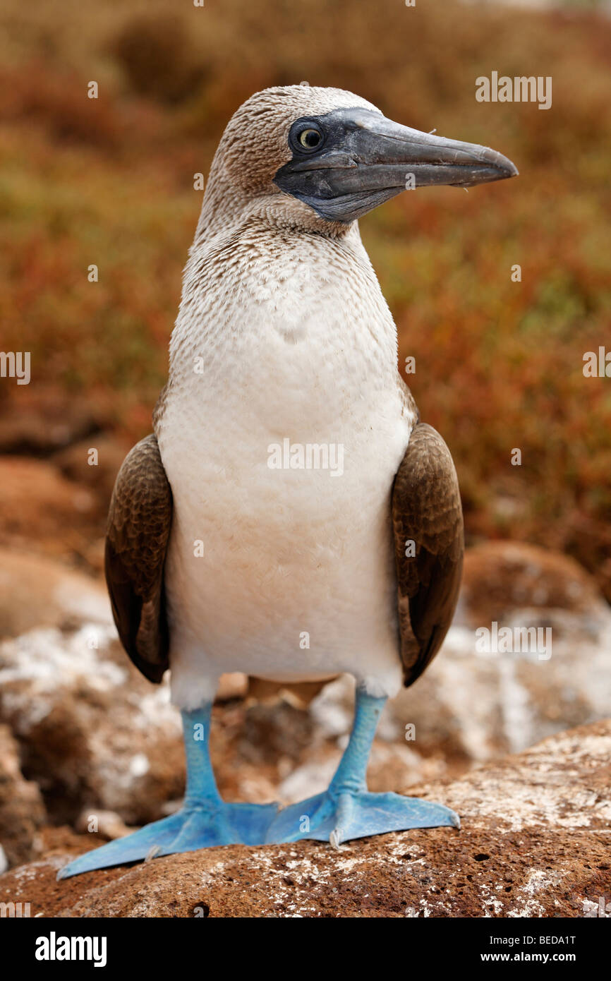 Blau-footed Sprengfallen (Sula Nebouxii), North Seymour Island, Galapagos-Archipel, Ecuador, Südamerika, Pazifik Stockfoto