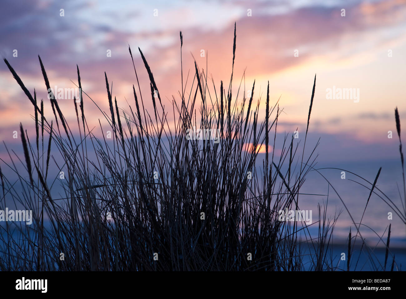 Dünengras bei Sonnenuntergang, Kampen, Sylt, Nordfriesischen Inseln, Schleswig-Holstein, Deutschland, Europa Stockfoto