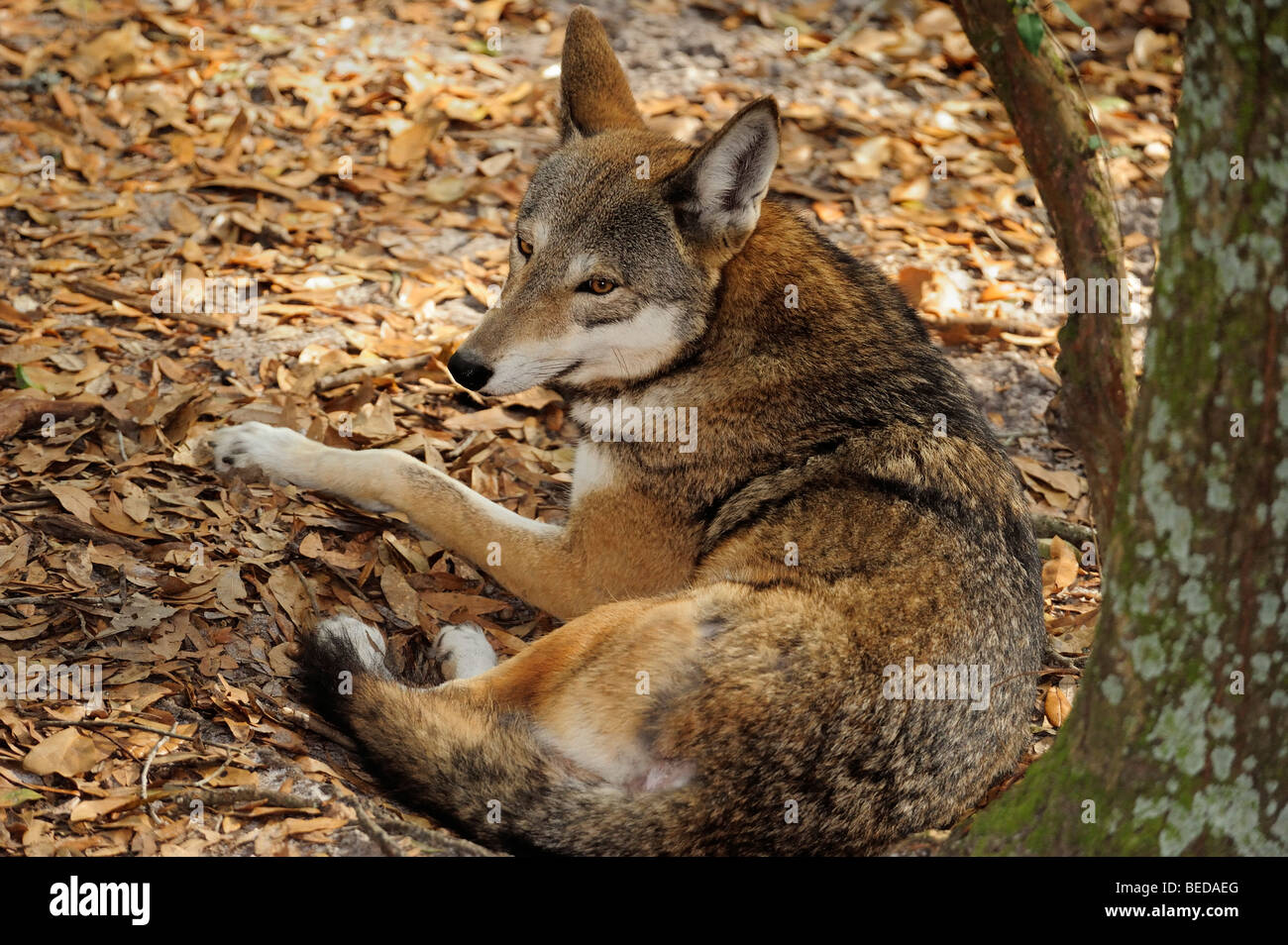 Red Wolf, Canis Rufus, Florida (Captive Stockfotografie Alamy