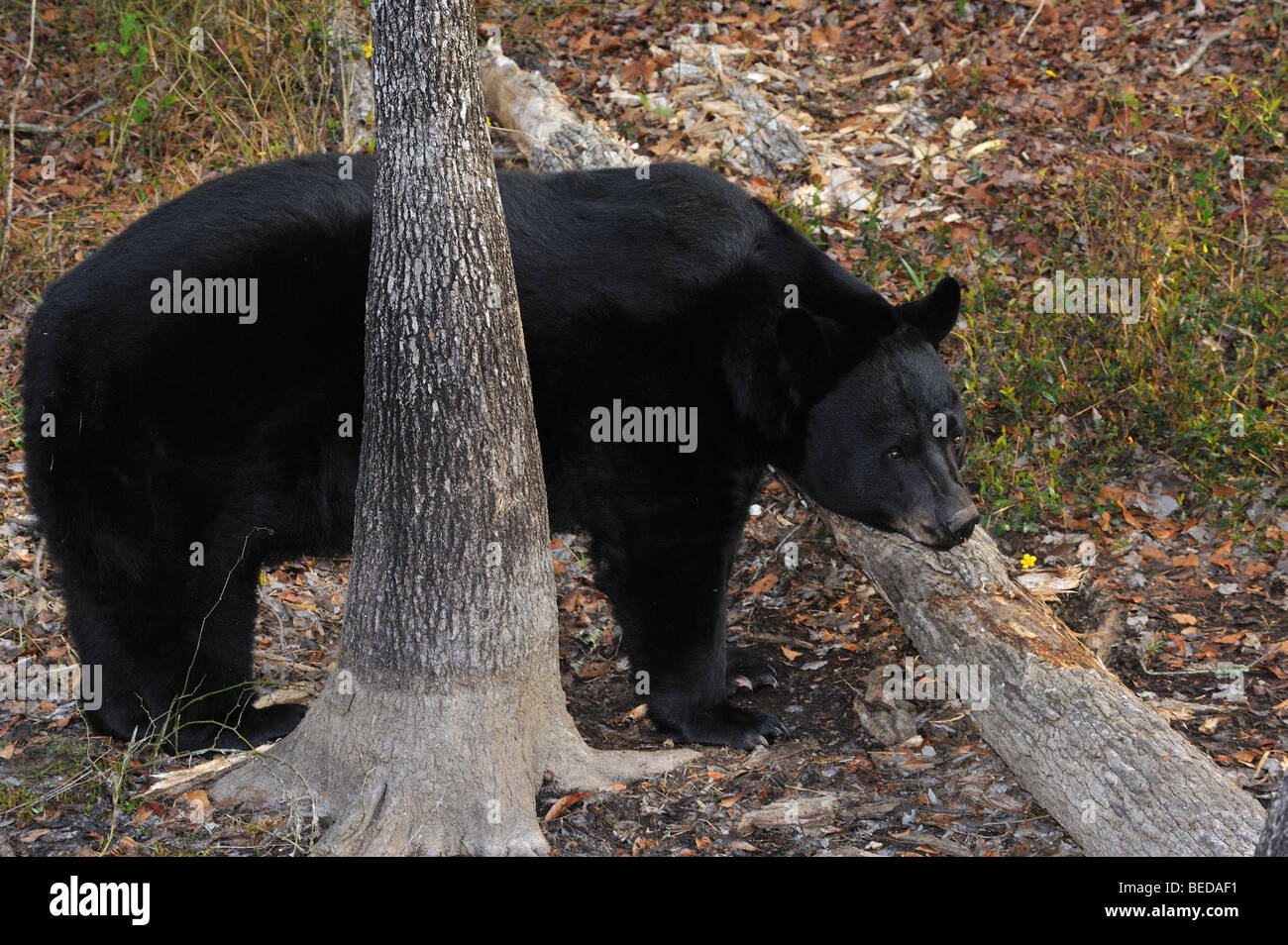 Schwarzer Bär, Ursus americanus, Florida, Captive Stockfoto