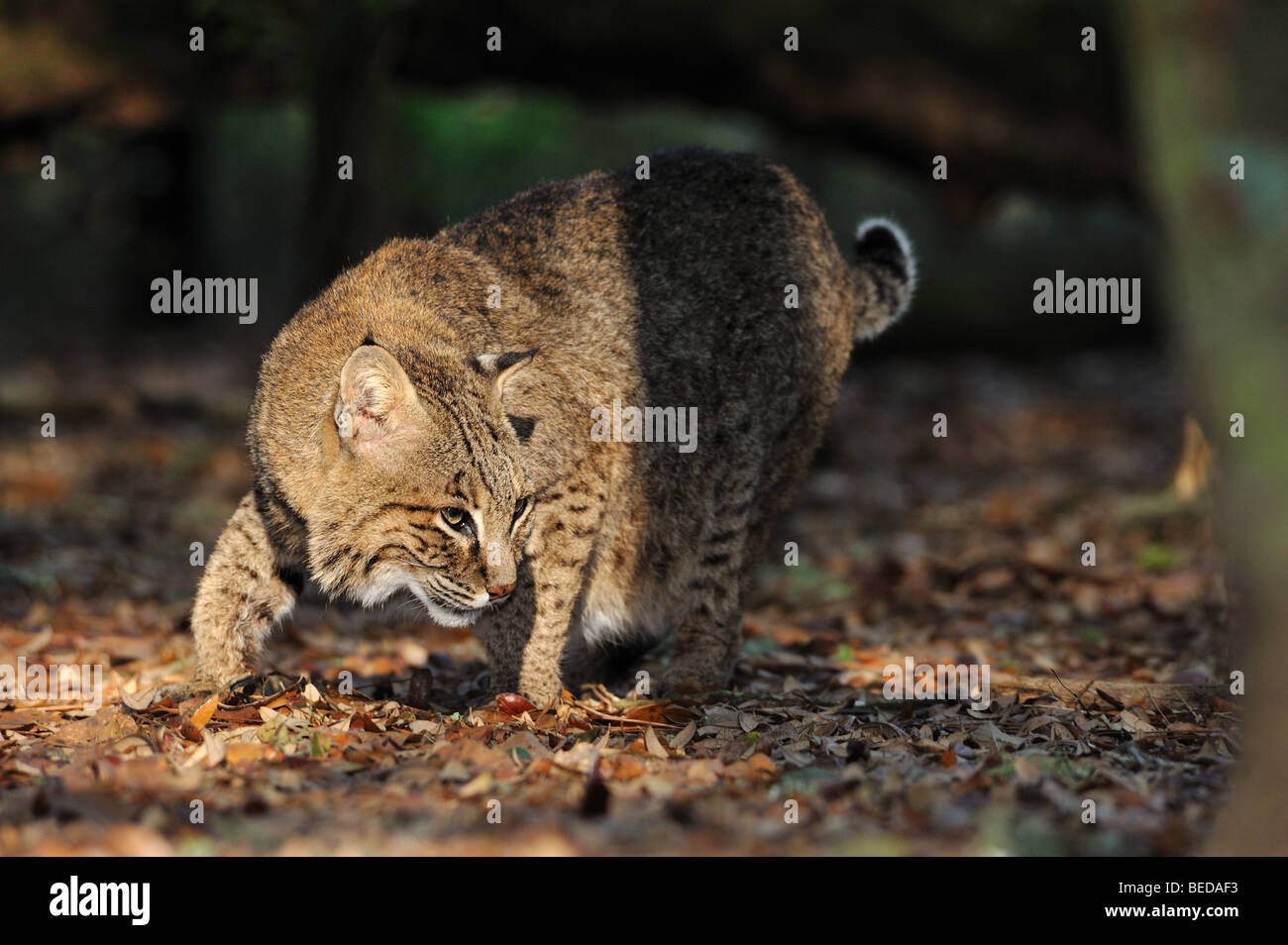 Bobcat, Lynx Rufus, Florida, in Gefangenschaft Stockfoto