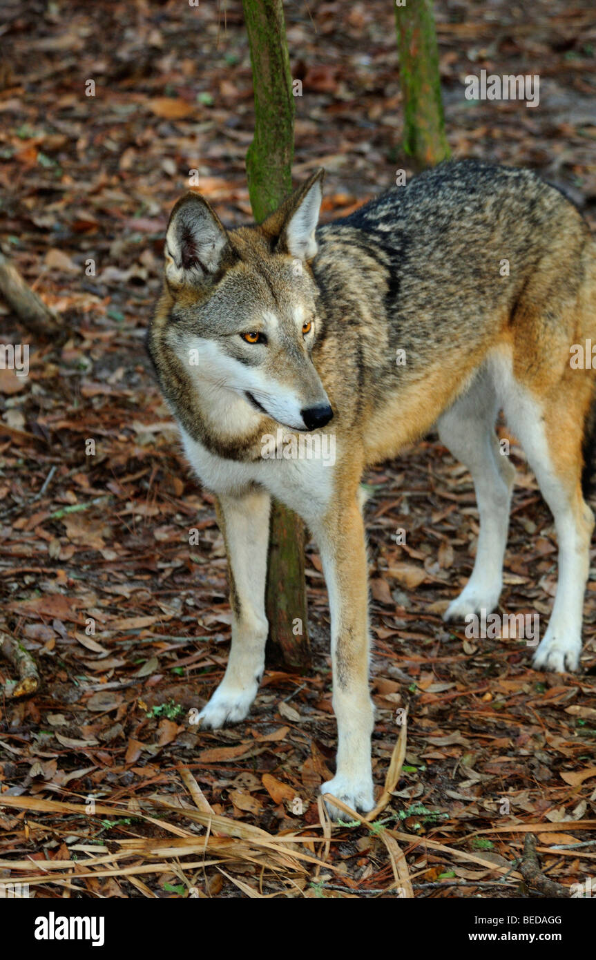 Red Wolf, Canis Rufus, Florida (Captive) Stockfoto