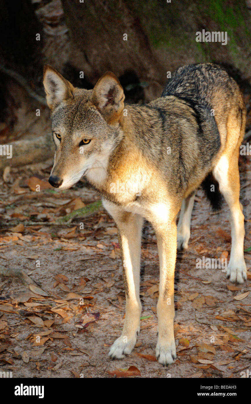 Red Wolf, Canis Rufus, Florida (Captive Stockfotografie Alamy