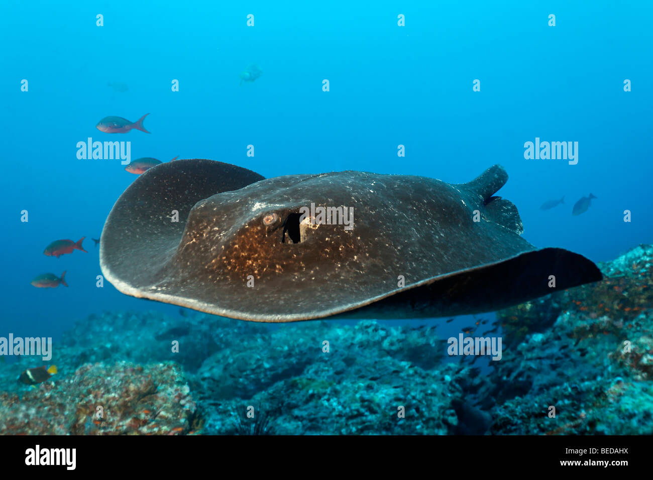 Blackspotted Sting Ray, (Taeniura Meyeni), Heck von einem Hai, gleiten über Riff, Cocos Island, Costa Rica, zentral Ame abgebissen Stockfoto