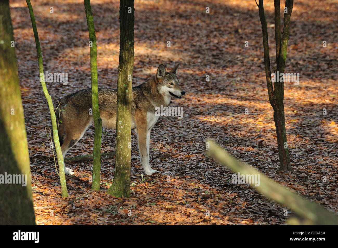Red Wolf, Canis Rufus, Florida (Captive) Stockfoto