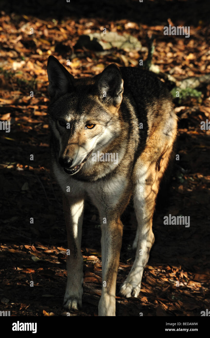 Endangered red wolf canis rufus Fotos und Bildmaterial in hoher