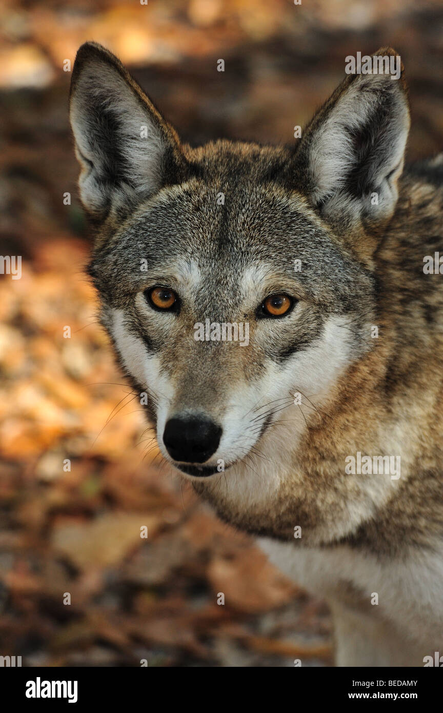 Endangered red wolf canis rufus Fotos und Bildmaterial in hoher