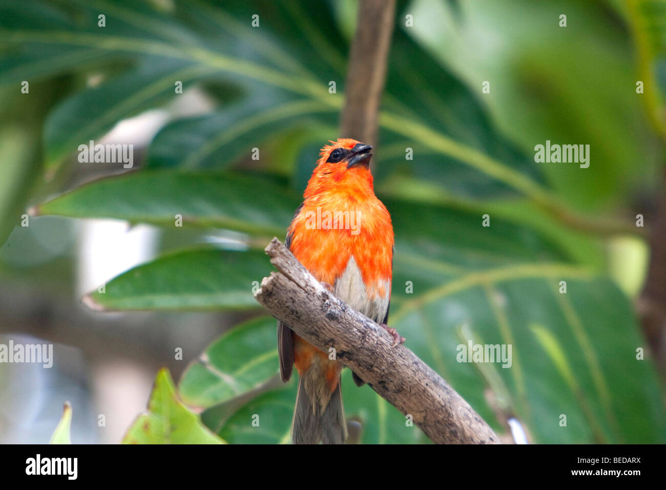 Madagaskarweber foudia madagascariensis Fotos und Bildmaterial in