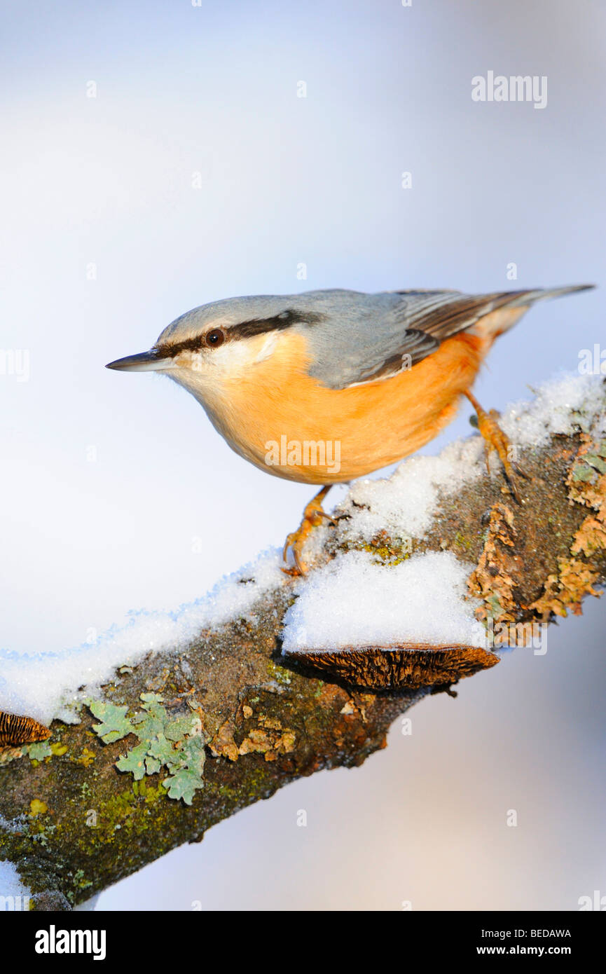 Eurasische Kleiber (Sitta Europaea), Vogel des Jahres 2006 Stockfoto