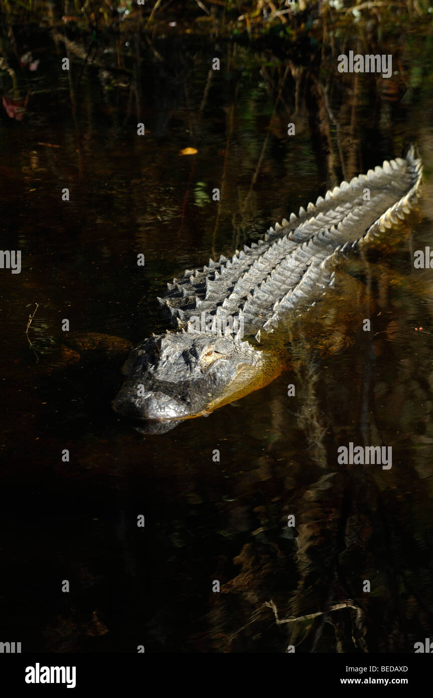 Amerikanischer Alligator Alligator Mississippiensis, in Gefangenschaft, Florida Stockfoto