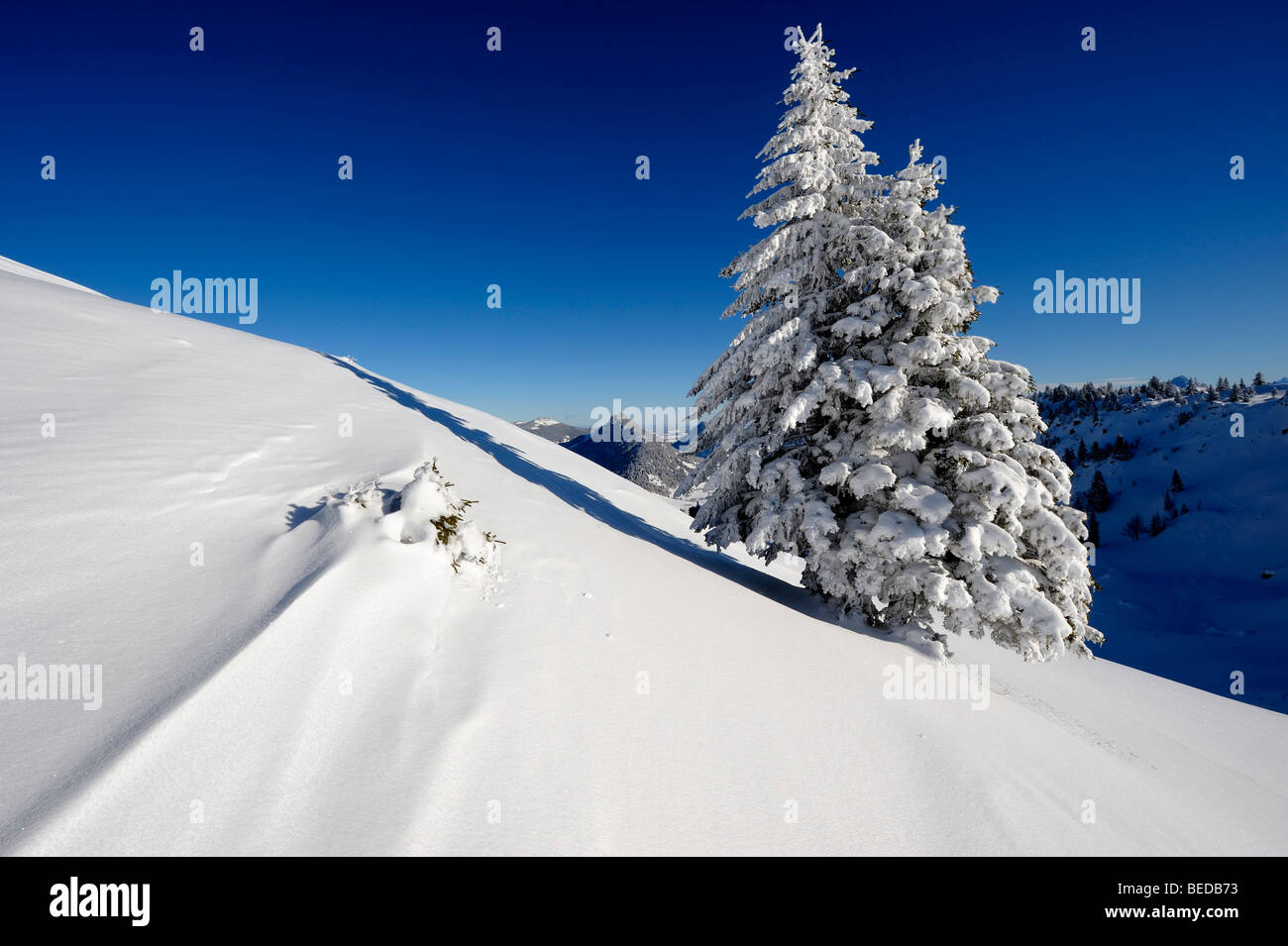 Schneebedeckten Fichten mit Bergkette, Spiesser, Unterjoch, Oberallgäu, Bayern, Deutschland, Europa Stockfoto