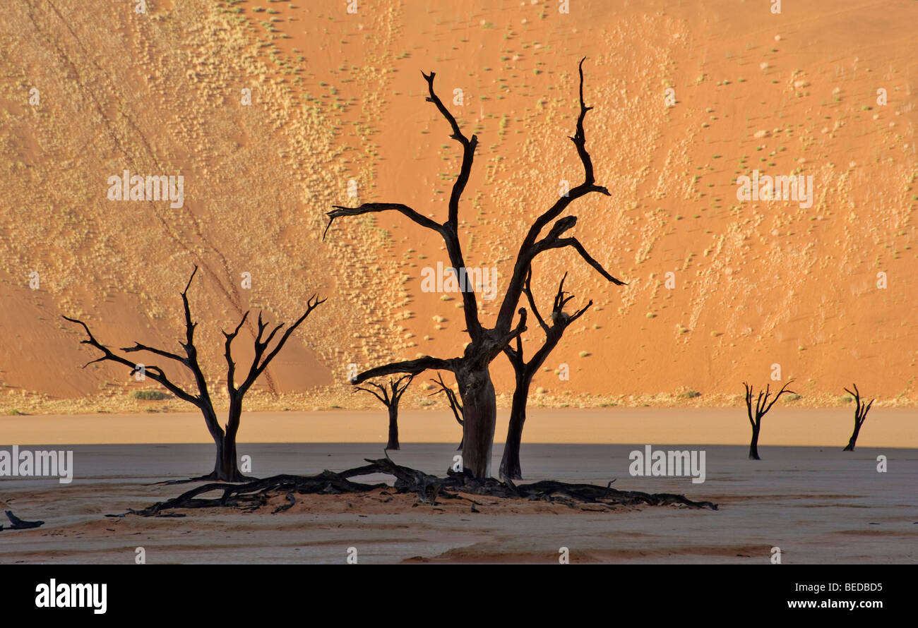 Toten Camel Thorn Bäumen (Acacia Erioloba) an die Dead Vlei in der Namib-Wüste, Namibia, Afrika Stockfoto