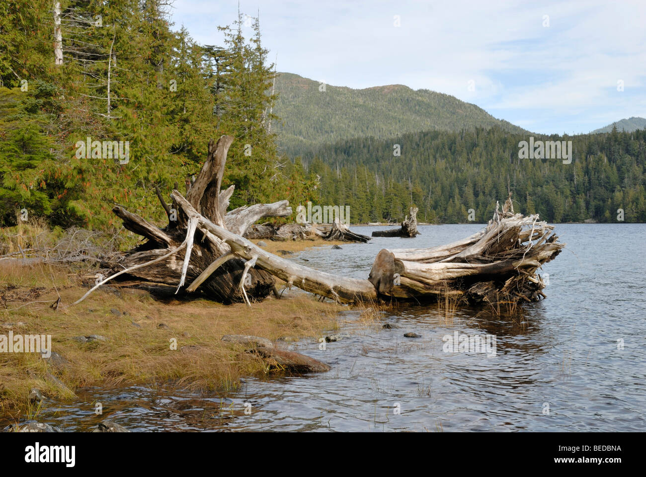 Grass-Bucht in der Nähe von Prince Rupert, Britisch-Kolumbien, Kanada, Nordamerika Stockfoto