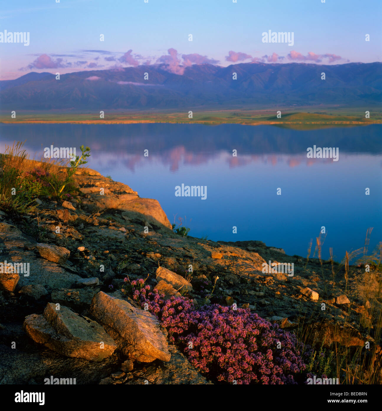 Wilder Thymian am Ufer der Provinz Bukhtarma Wasser-Reservoir, das Altai-Gebirge, Ost Kasachstan Stockfoto