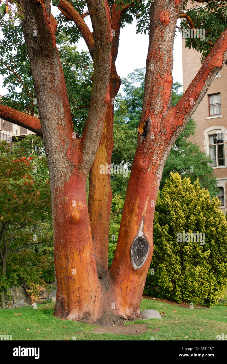 Drei-trunked pazifische Madrone oder Erdbeerbaum (Arbutus Menziesii), Victoria, Vancouver Island, Kanada, Nordamerika Stockfoto