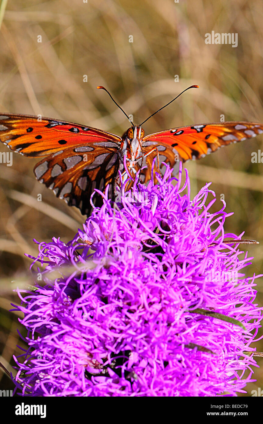 Gulf Fritillary auf eine Gay-Feder Stockfoto