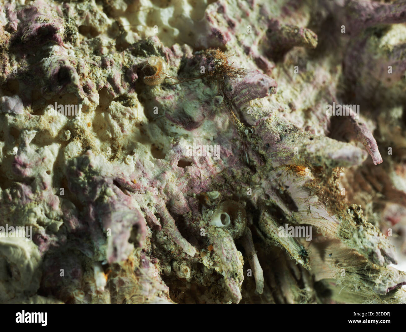 Nahaufnahme einer Auster, Sedimente, Makro-Fotografie Stockfoto
