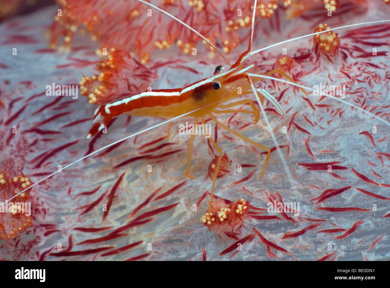 Ambon Putzergarnelen auf rote Weichkorallen unter Wasser. Stockfoto